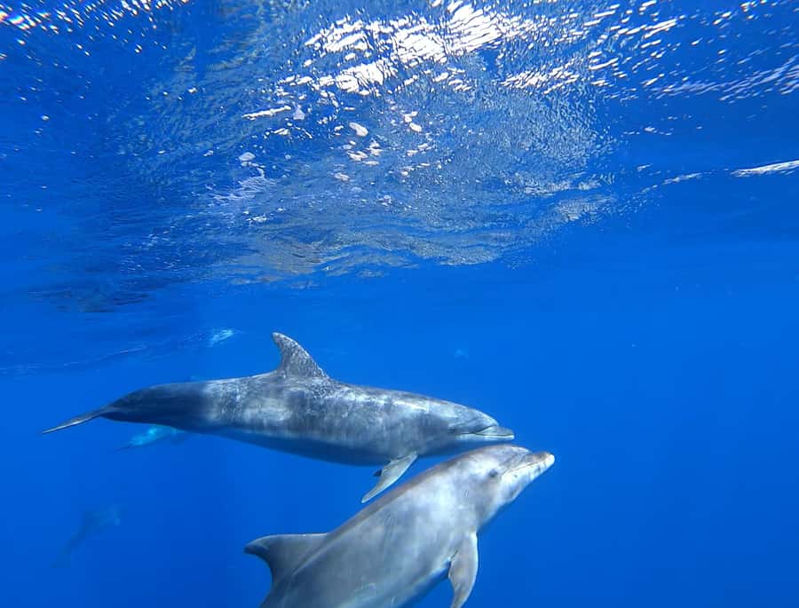 3-hour Catamaran Adventure on the waters of Sal Island - Who Will Enjoy This Most