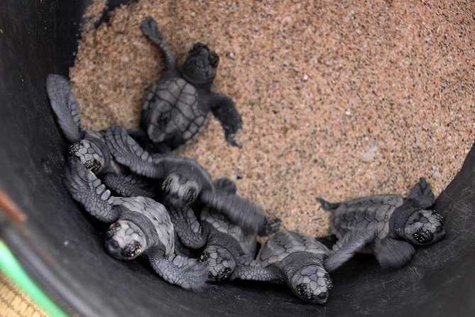 4h Turtle Watching with SSV Buggy Night 4WD - Serra Negra and the east coast reserve