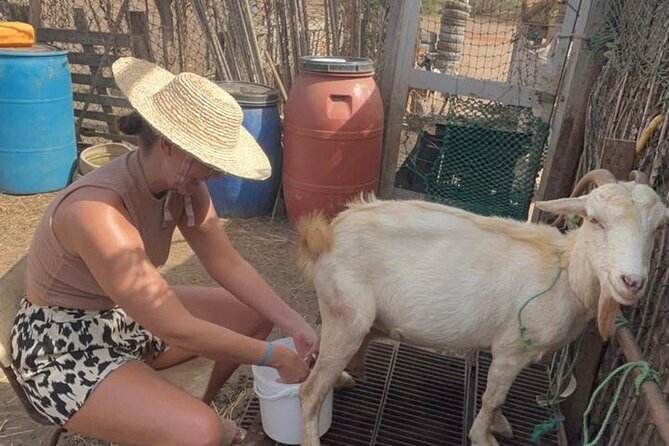 ALL-INCLUSSIVE Cabrer Journey-Live a day like a Cabrer-BoaVista - How Cape Verdean goat cheese is made