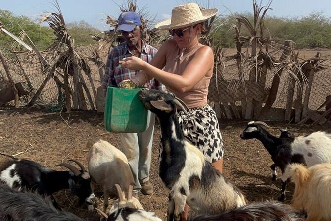 ALL-INCLUSSIVE Cabrer Journey-Live a day like a Cabrer-BoaVista - Who will enjoy this most