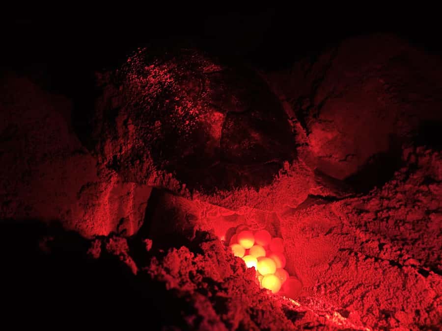Boa Vista: Guided Turtle Experience with a Certified Guide - Key points to know before you book