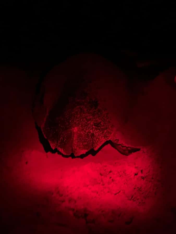 Boa Vista: Guided Turtle Experience with a Certified Guide - Why a Boa Vista turtle tour feels different