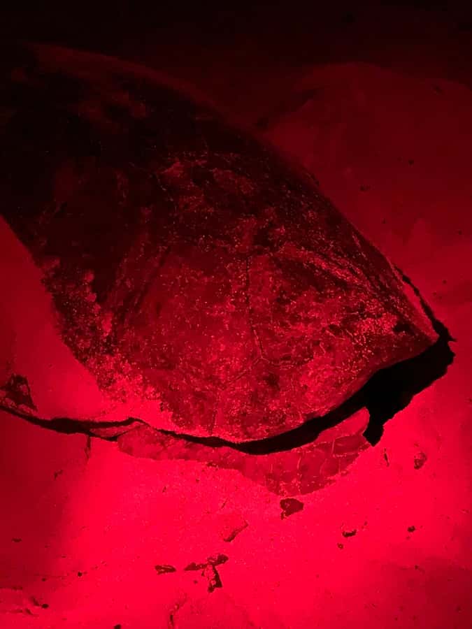 Boa Vista: Guided Turtle Experience with a Certified Guide - The guide’s briefing sets the rules