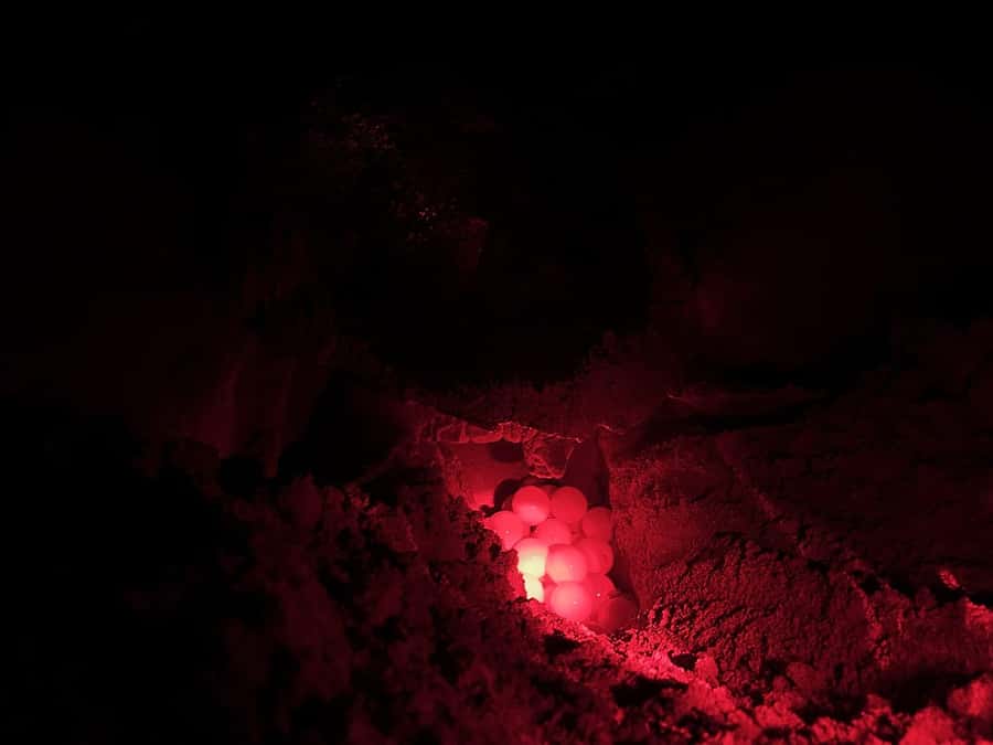Boa Vista: Guided Turtle Experience with a Certified Guide - From hotel lobby to off-road beach