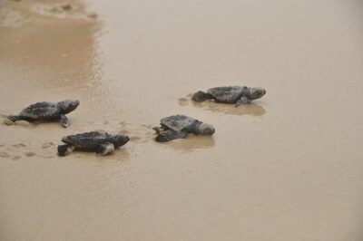 Full-Day Wild Beaches & Viana Desert Experience