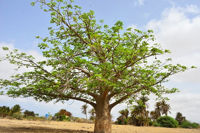 Boa Vista Island: Full-Day Wild Beaches & Viana Desert Experience - Guides, group size, and the feel of the day