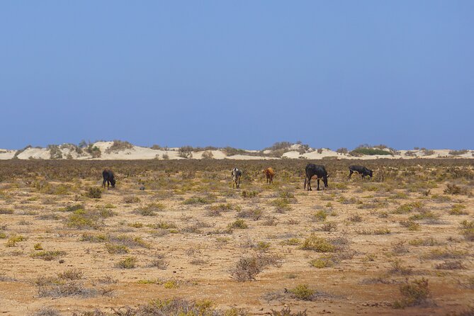 Boa Vista Island: Full-Day Wild Beaches & Viana Desert Experience - What the $92.32 price gives you