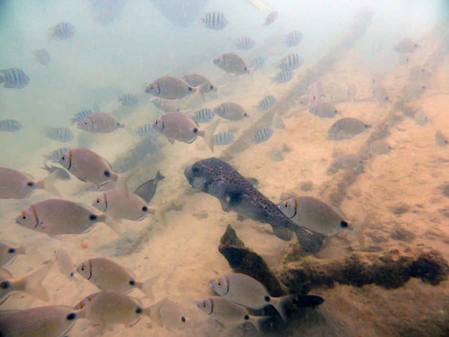 Boa Vista: Motoryacht Trip with Fishing, Snorkel, Beach BBQ - Who should book this Boa Vista boat trip?