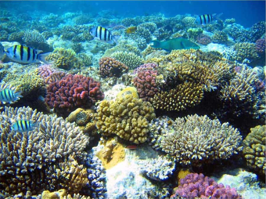 Boa Vista Reef Snorkeling in Gatas Bay / Aperitif with Locals - Key points before you book
