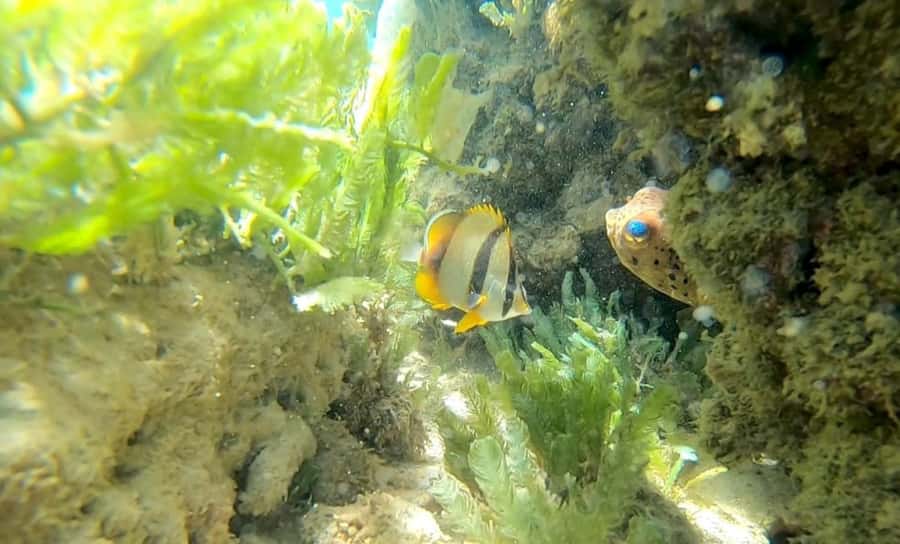 Boa Vista Reef Snorkeling in Gatas Bay / Aperitif with Locals - Why Gatas Bay is the right snorkeling spot for beginners