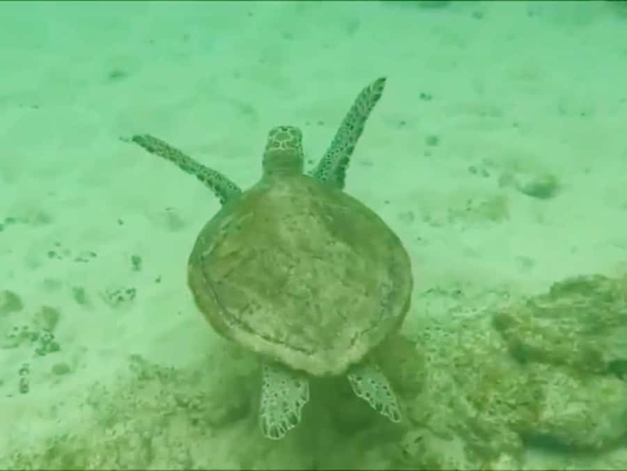 Boa Vista Reef Snorkeling in Gatas Bay / Aperitif with Locals - A 25-minute briefing that earns its place