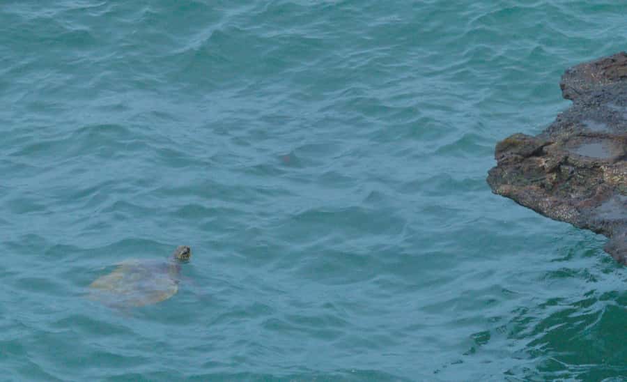 Boa Vista: Shark, Turtles, Cave, Sandboarding & Tasting Tour - Shark Bay and the limits of nature