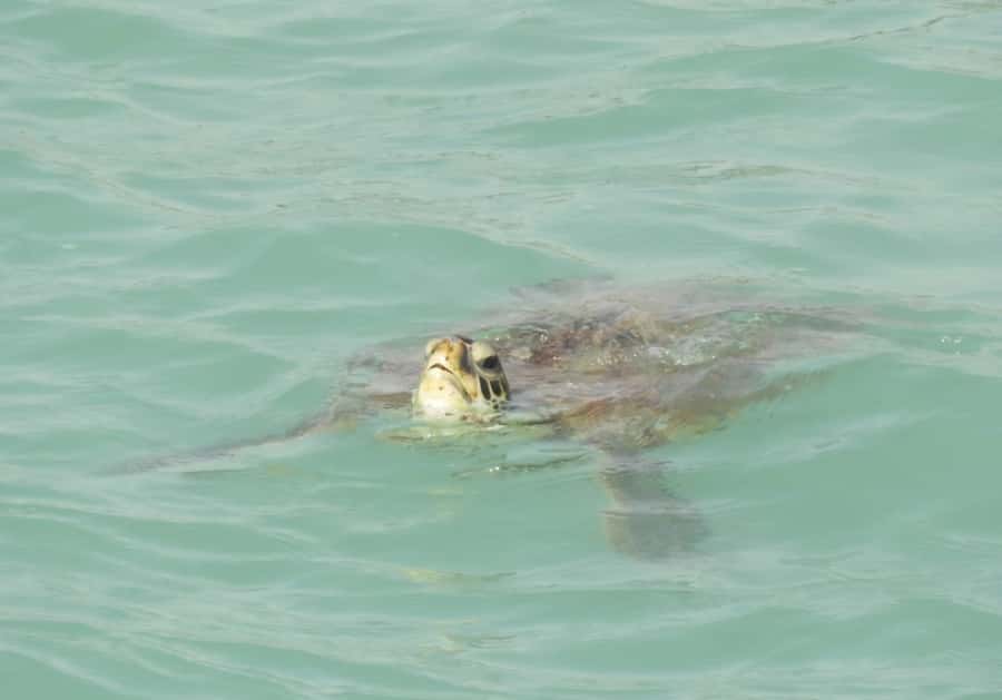 Boa Vista: Turtles, Sharks, City of Sal Rei, Santa Monica Beach, Shipwreck ... - Rabil pottery school and Boa Vista’s northern story