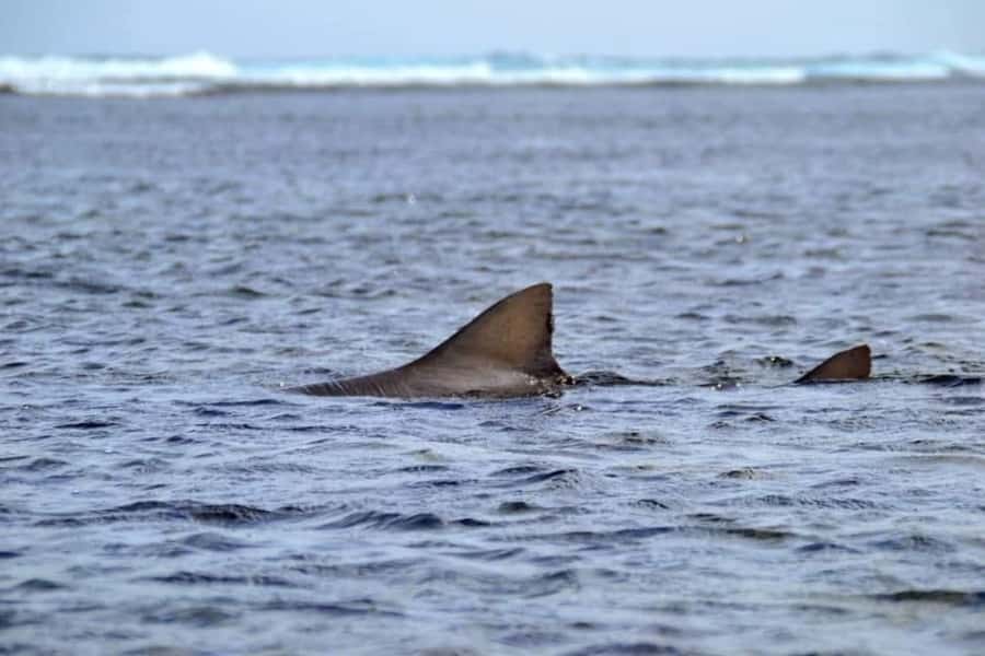 Boa Vista: Turtles, Sharks, City of Sal Rei, Santa Monica Beach, Shipwreck ... - Morro D’Arreia and the southern coast