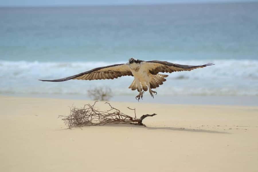 Boa Vista: Turtles, Sharks, City of Sal Rei, Santa Monica Beach, Shipwreck ... - Turtle Bay and the chance to see sharks