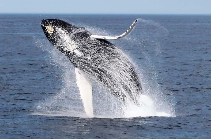 Boa Vista: Whale Watching Trip with Motoryacht - Why Boa Vista is a good place for whale watching