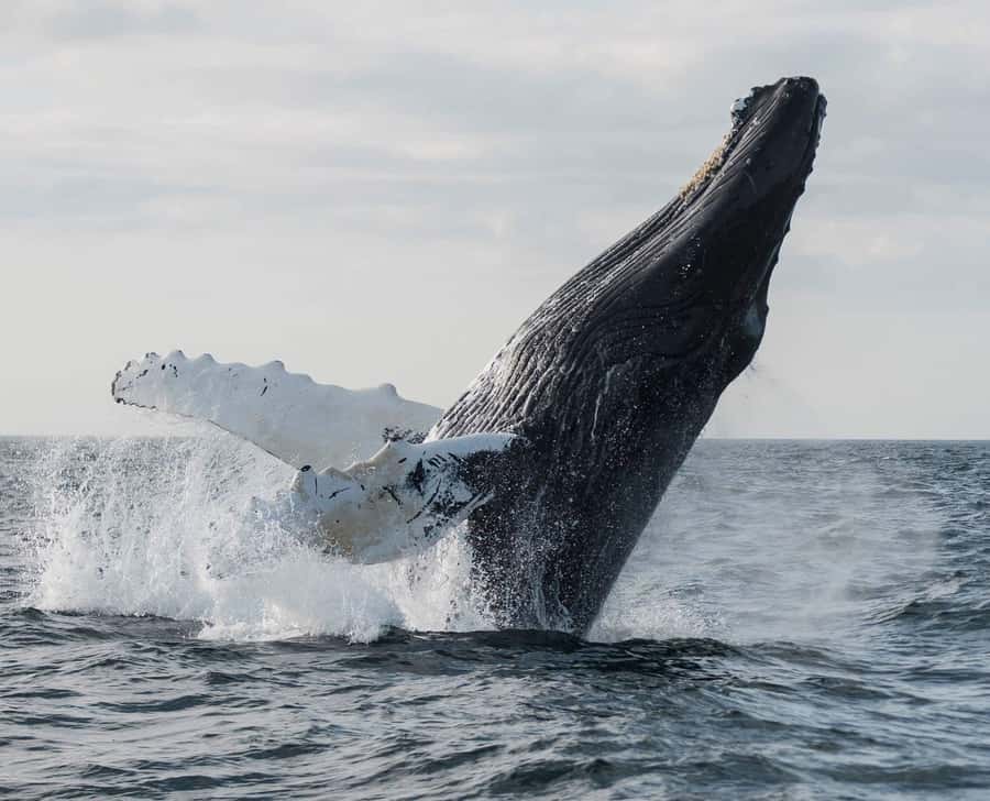 Boa Vista: Whale Watching Trip with Motoryacht - From your hotel to Sal Rei harbor