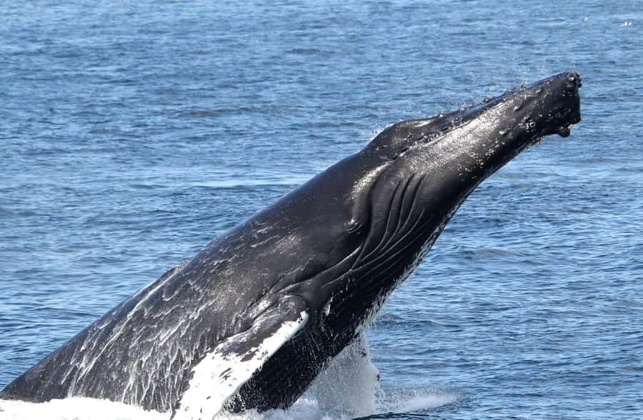 Boa Vista: Whale Watching Trip with Motoryacht - Three hours looking for humpbacks