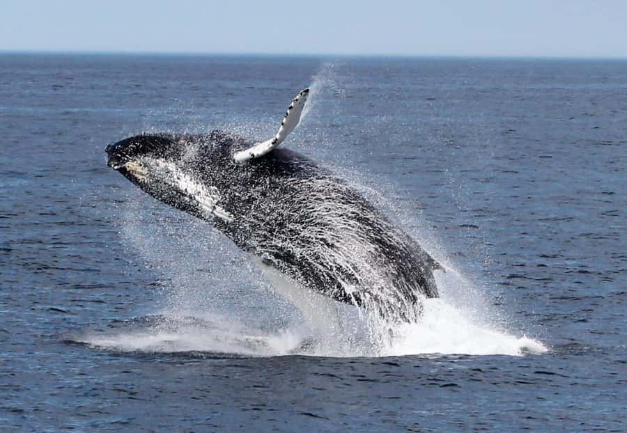 Boa Vista: Whale Watching Trip with Motoryacht - What makes the wildlife encounter worthwhile
