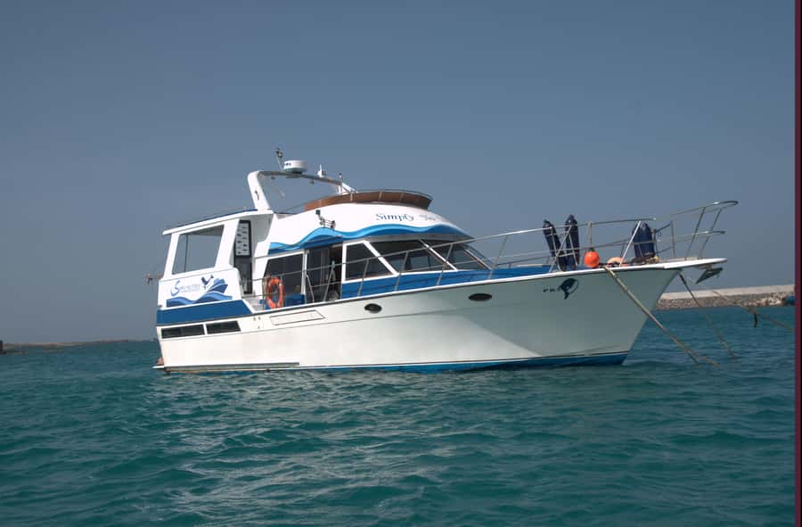 Boa Vista: Whale Watching Trip with Motoryacht - The timing issue: March to May matters