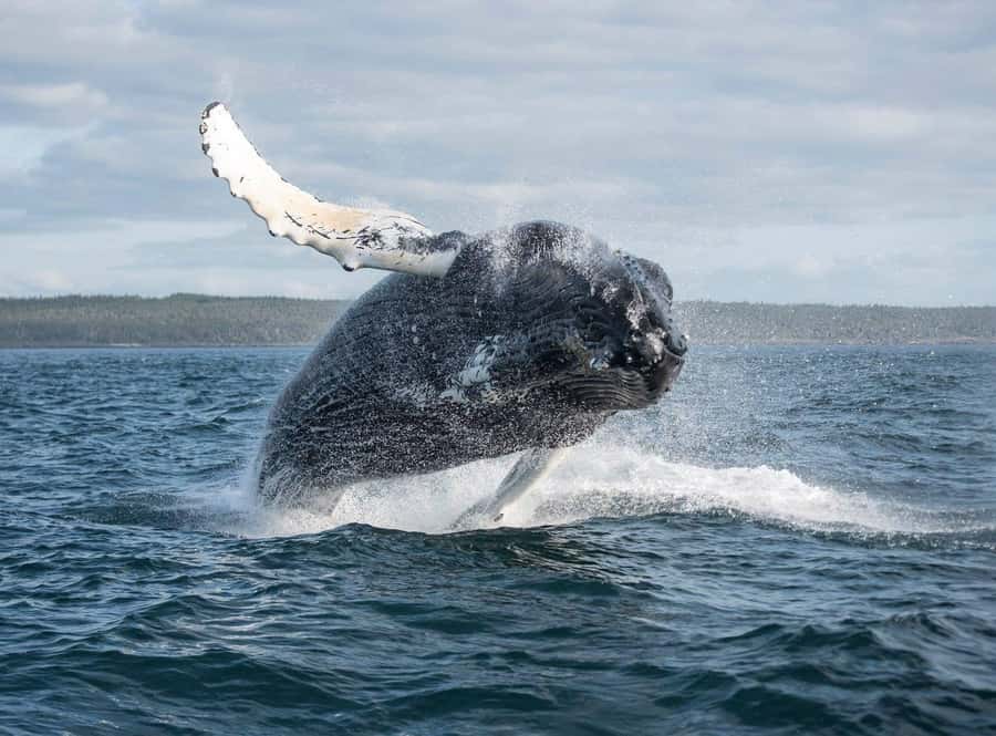 Boa Vista: Whale Watching Trip with Motoryacht - Boarding the motoryacht and the whale briefing