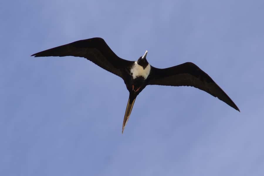 Boavista: Private Birdwatching Expedition in natural Habitat - What to pack for four hours outdoors