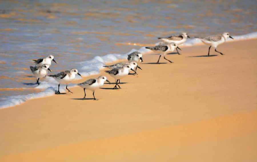 Boavista: Private Birdwatching Expedition in natural Habitat - Wetlands, salt marshes, and the best chances for birds