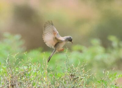 Private Birdwatching Expedition in natural Habitat