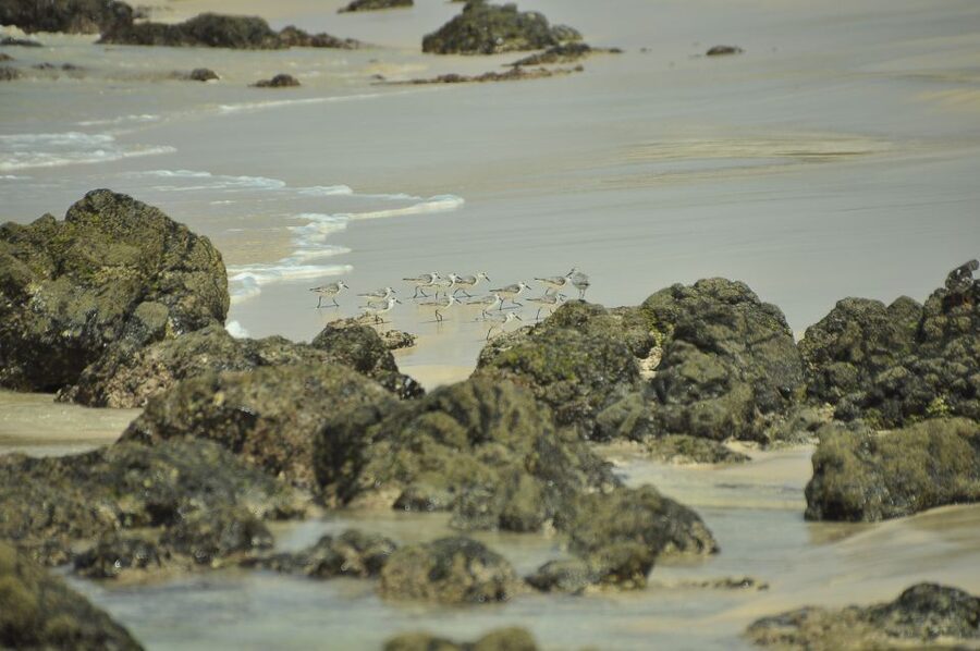 Boavista: Private Birdwatching Expedition in natural Habitat - The guide can make or break the morning