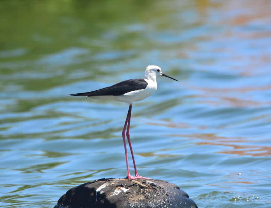 Boavista: Private Birdwatching Expedition in natural Habitat - Riding in the 4x4