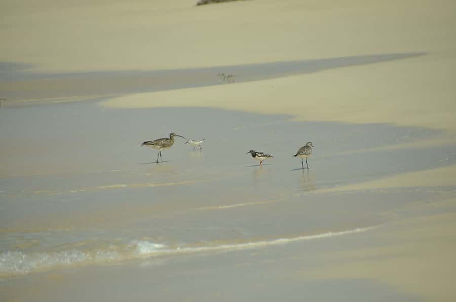 Boavista: Private Birdwatching Expedition in natural Habitat - Timing and the importance of the season