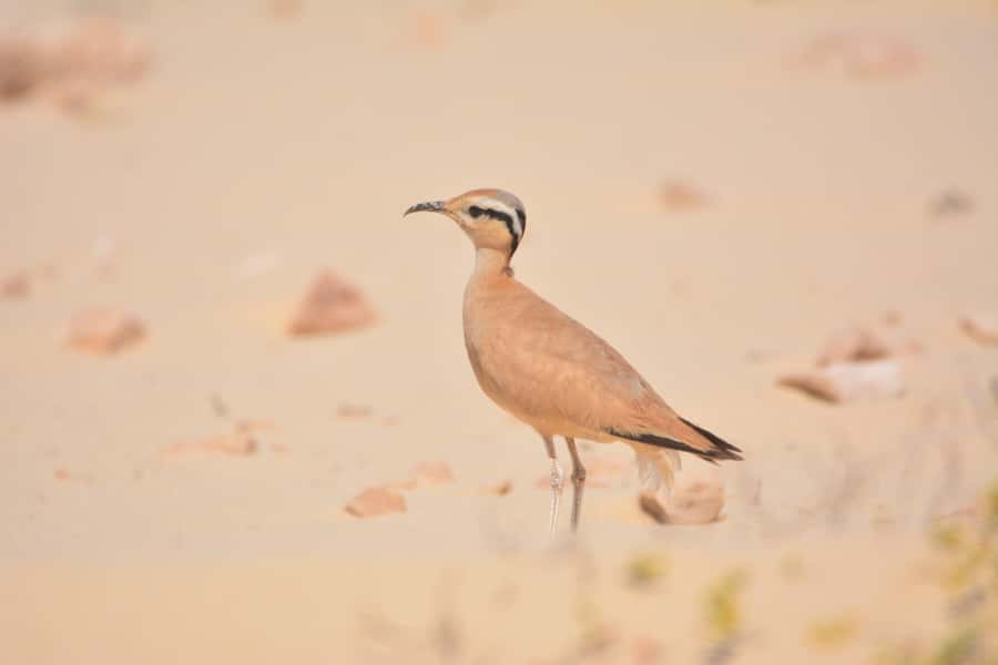 Boavista: Private Birdwatching Expedition in natural Habitat - Is $176 per person good value?