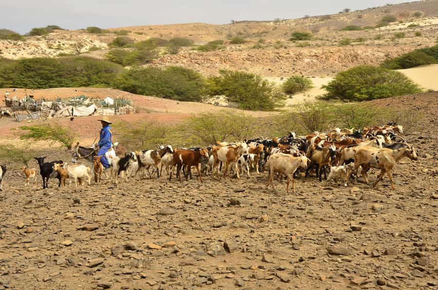Boavista: Traditional & Local Experience Tour - Bofareira: a working farm, not a staged attraction
