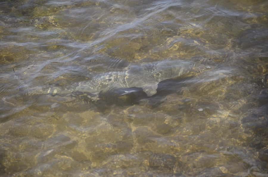 Boavista: Turtle, Shark, Santa Monica, Sandboard & Tasting - Key points to know before you book