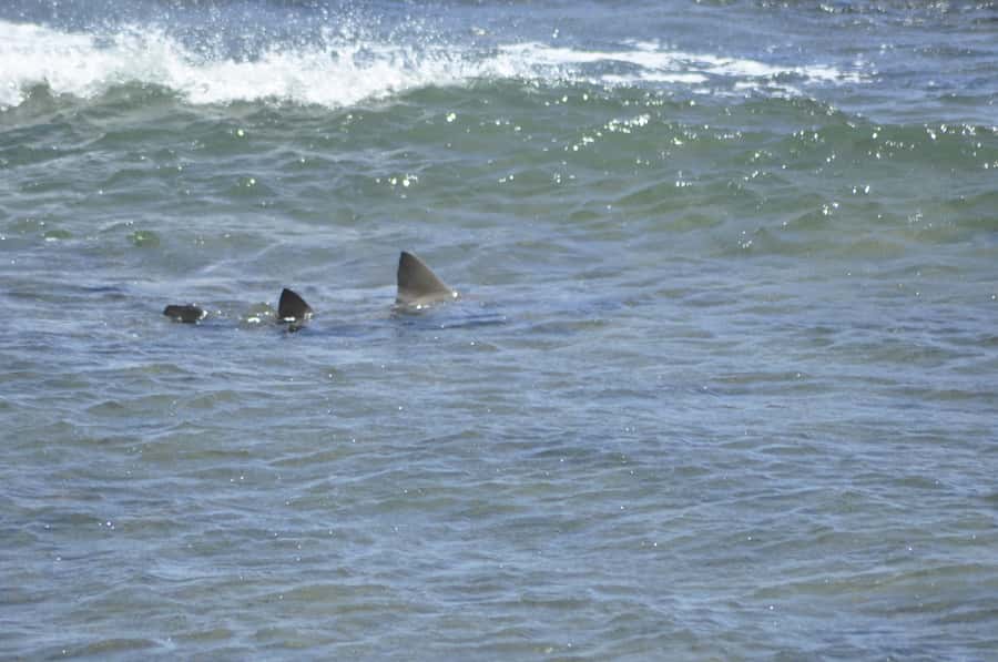 Boavista: Turtle, Shark, Santa Monica, Sandboard & Tasting - Value, timing, and practical fit