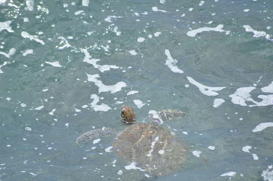 Boavista: Turtle, Shark, Santa Monica, Sandboard & Tasting - Lemon sharks at Baía de Tubarão