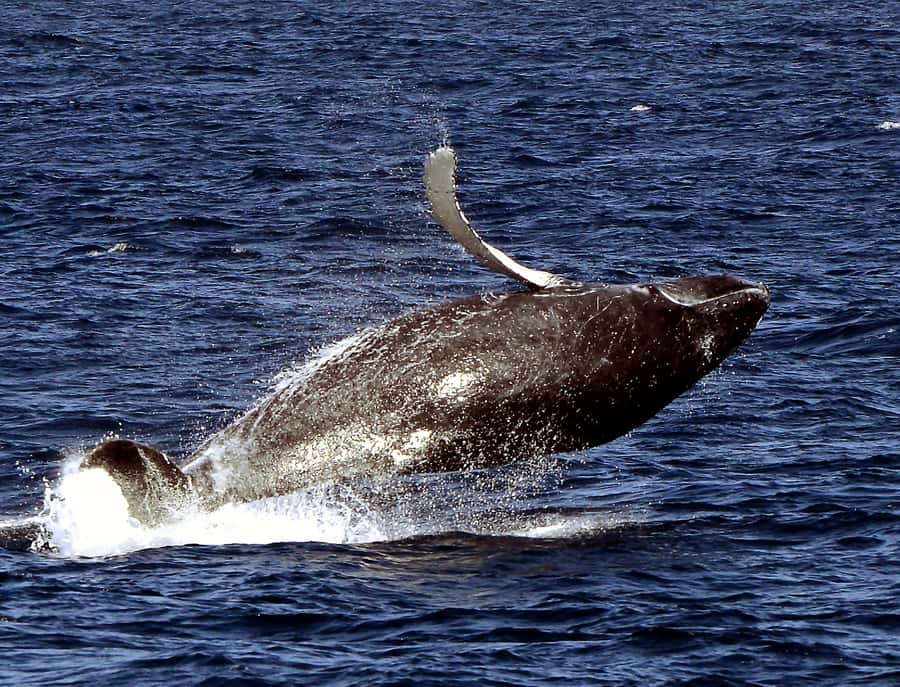 Boavista: Whale Watching half day trip - About two hours searching the waters around Boa Vista