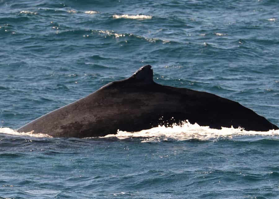 Boavista: Whale Watching half day trip - Is $76 a fair price?