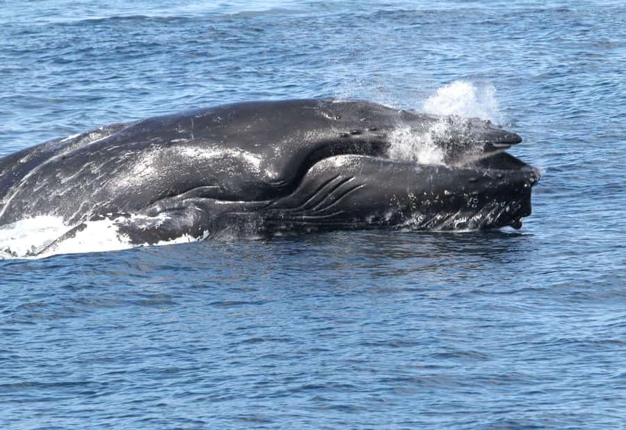 Boavista: Whale Watching half day trip - Boarding the Zodiac by dinghy