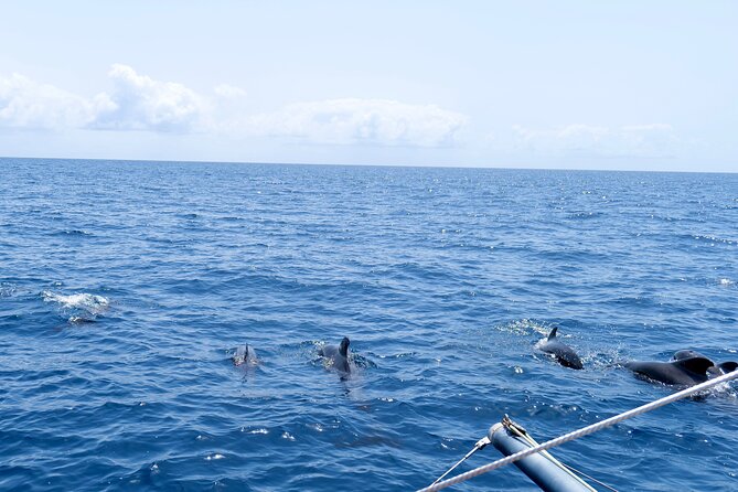 Catamaran Half Day - Beautiful day on the Atlantic Ocean - Watching dolphins, turtles, whales, and flying fish