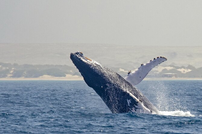 Catamaran Sailing Tour or Whale Watching at Boa Vista - A small catamaran makes all the difference