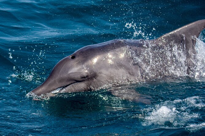 Catamaran Sailing Tour or Whale Watching at Boa Vista - What the three hours at sea feel like