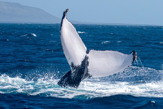 Catamaran Sailing Tour or Whale Watching at Boa Vista - What the price includes at $84.92