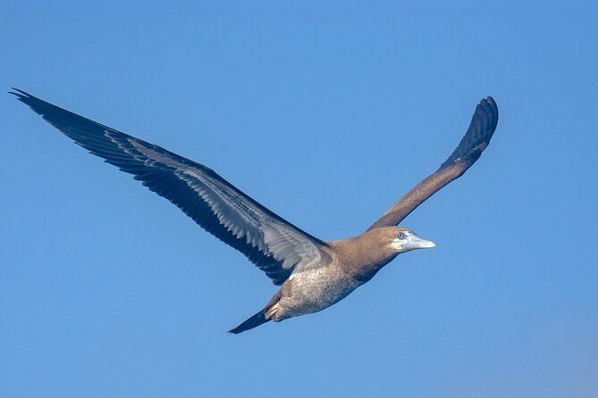 Catamaran Sailing Tour or Whale Watching at Boa Vista - Who will enjoy this Boa Vista boat trip