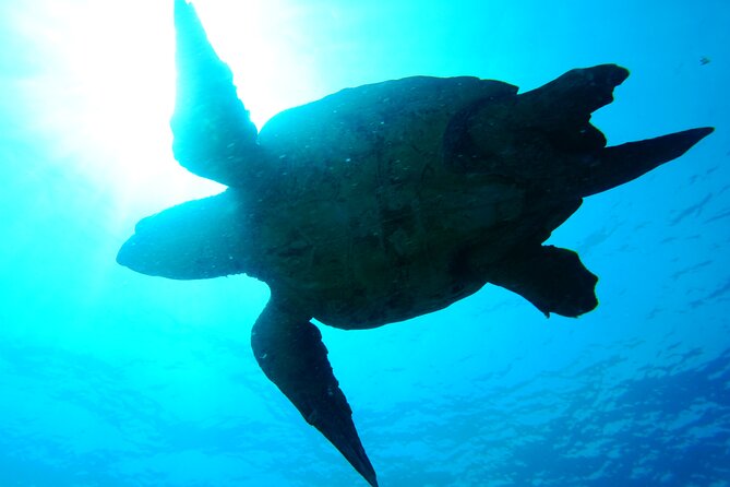 Discover Scuba Diving in Sal - One boat trip and 30 to 45 minutes underwater