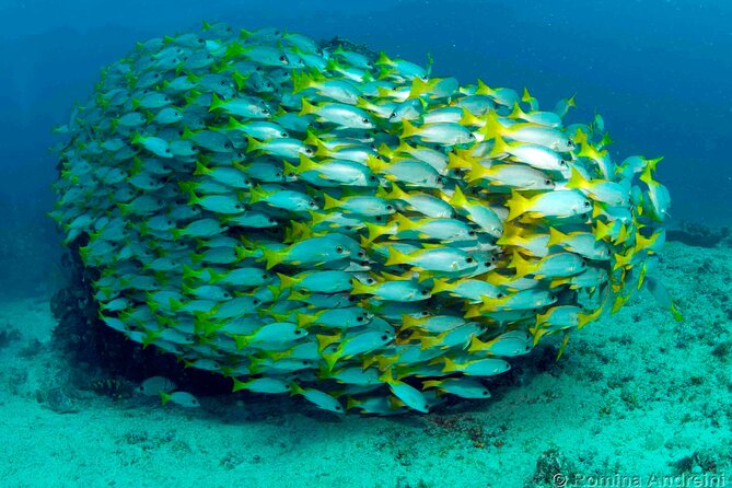 Discover Scuba Diving in Sal - Practical planning for your day