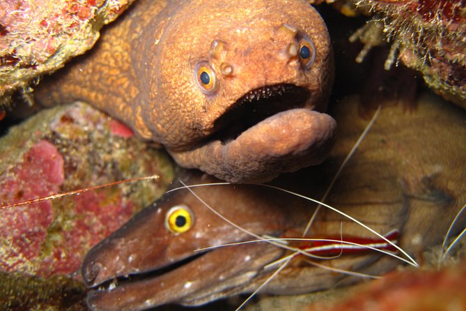 Double Diving in Sal Island - Half Day - Key points before you book