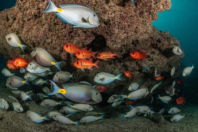 Double Diving in Sal Island - Half Day - The value of a group capped at seven