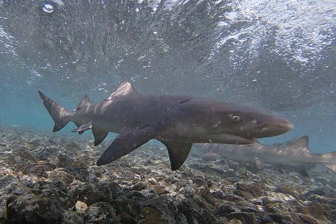Experience on Sal Island with native and certified guide (including sharks) - Palmeira: fishing boats, port life, and street art