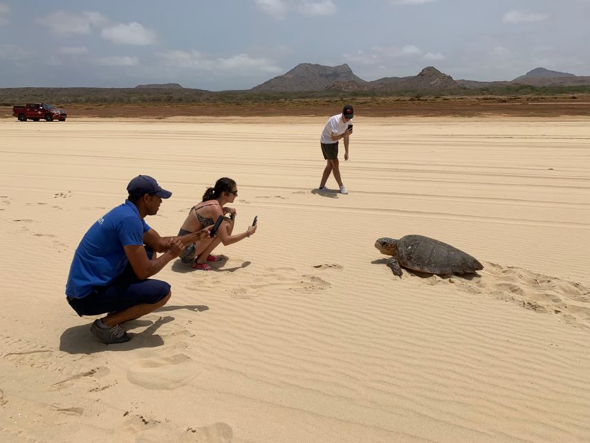From Boa Vista: Turtle Watching and Nesting Evening Tour - What to pack for a dark beach
